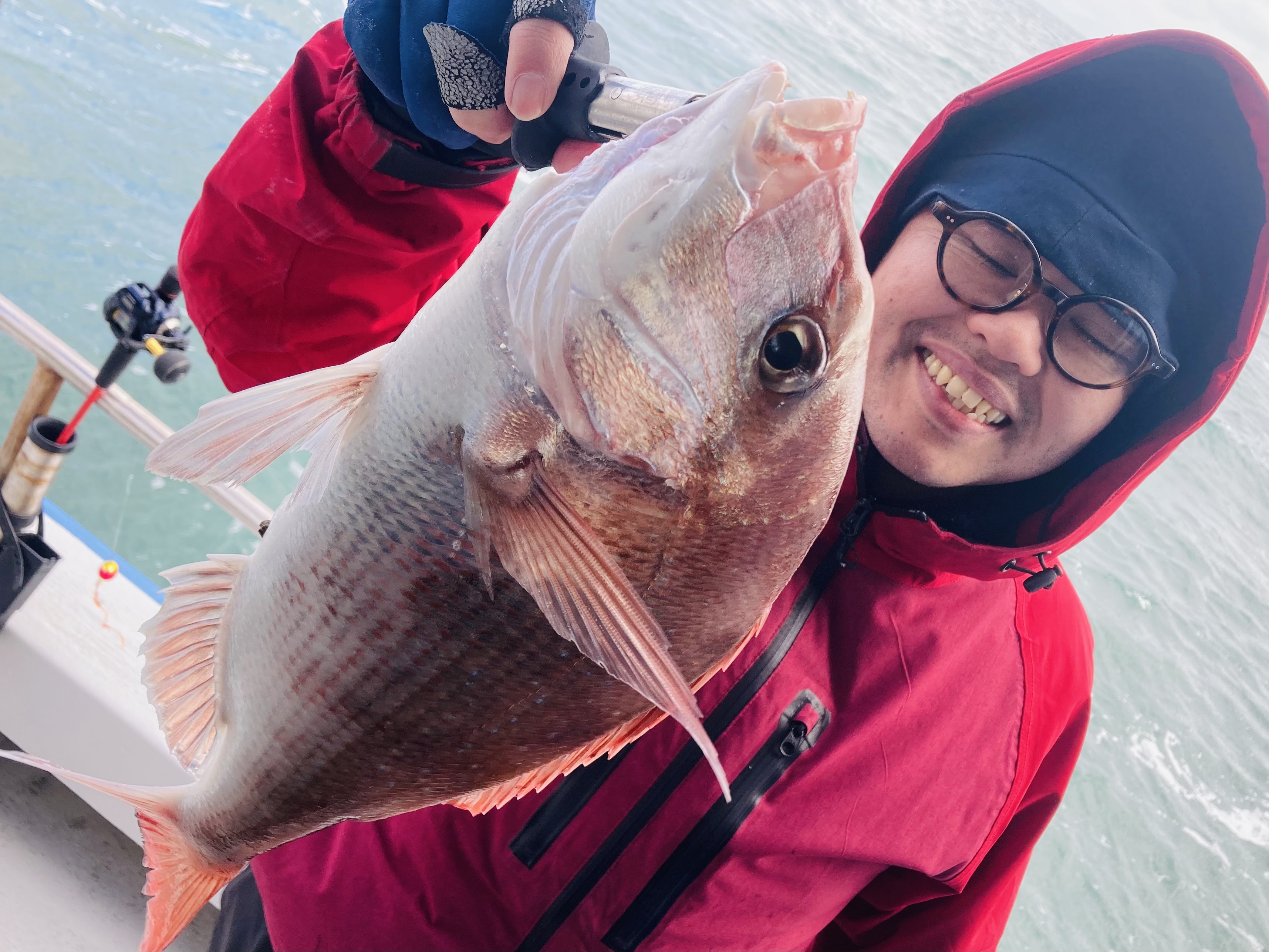 江戸縮緬　目出度い鯛 楽天市場】目出鯛 8号【開店祝い】【紙張子】【店舗装飾】【開運