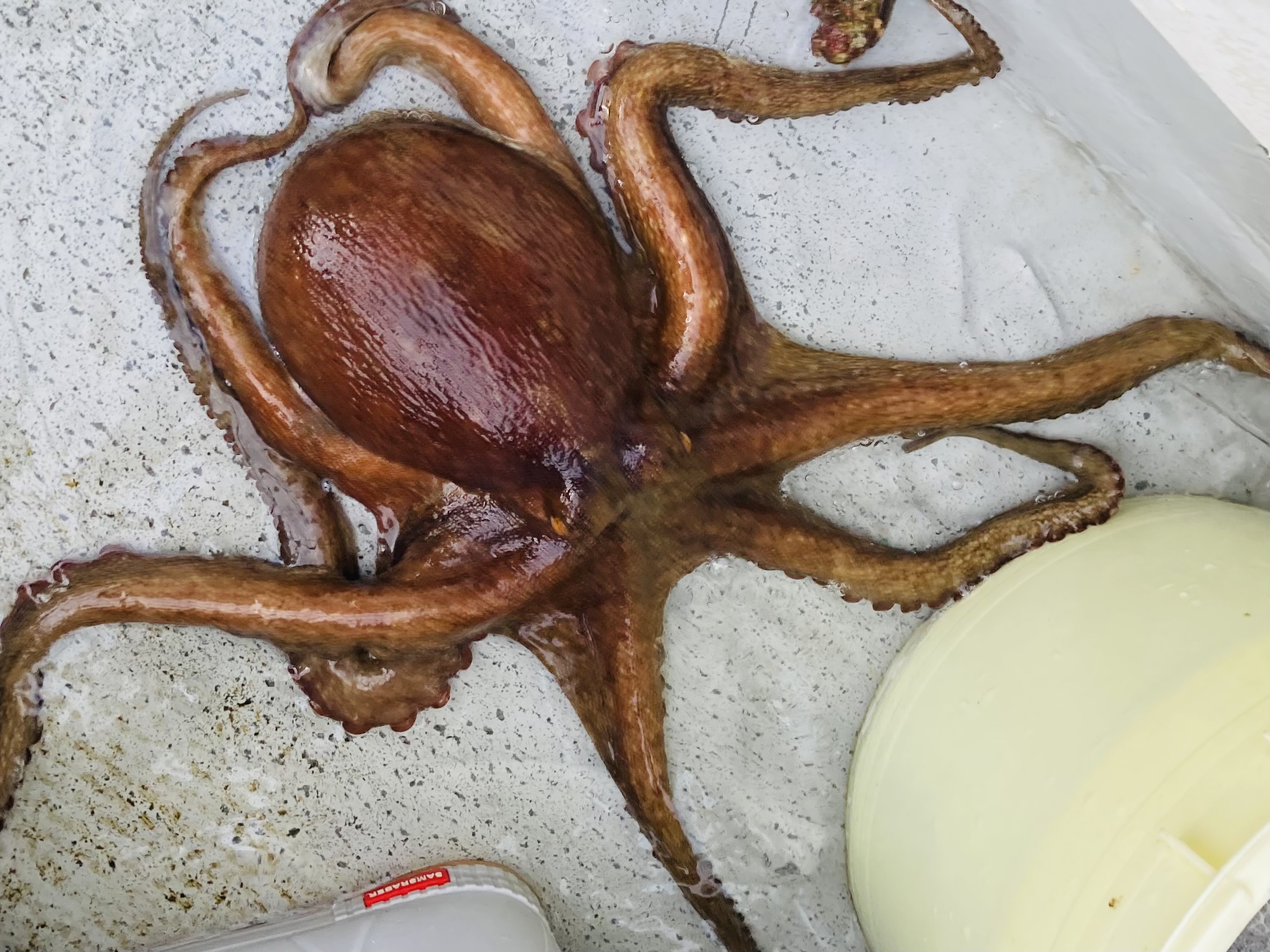 タコやってのタイラバ！ 7月12日！ | 海峡ガイドサービス 虎ノ介